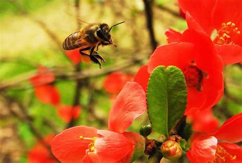 蜜蜂入屋预兆|蜜蜂进家里有什么预兆？无关祸福，只能说家里环境适。